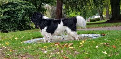 Ab und zu Futterverweigerung BARFEN-Beitrag-Bild