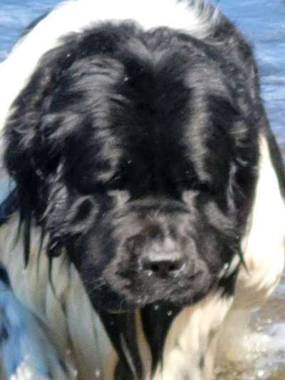 Neufundländer Freunde!-Beitrag-Bild