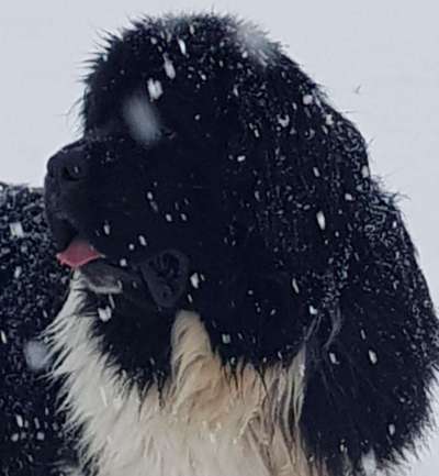 Wo habt ihr eure Hunde her ?-Beitrag-Bild