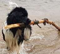 Neufundländer Freunde!-Beitrag-Bild