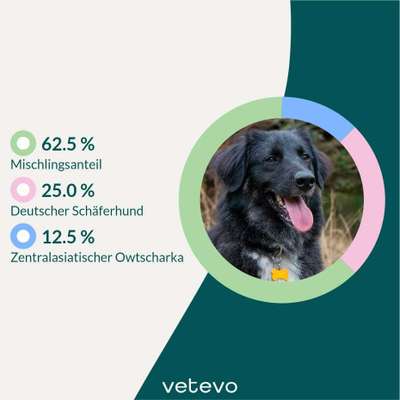 Hilfe bei der Rassebestimmung-Beitrag-Bild