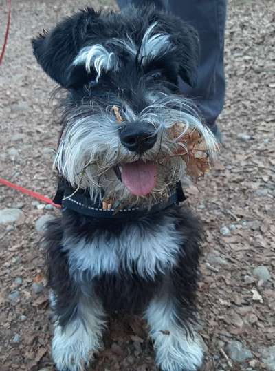 Zwergschnauzer gesucht-Beitrag-Bild