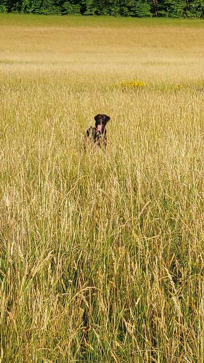 5. Hund im hohen Gras-Beitrag-Bild