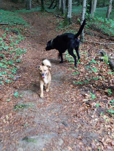 Hundetreffen-Gassi und Spielerunde-Bild