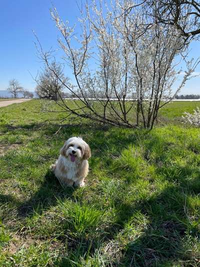 Challenge 23 : "  Euer Hund beim Frühlingserwachen "-Beitrag-Bild