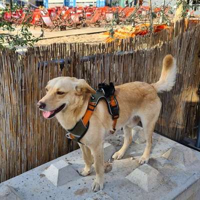 Hundetreffen-Aschaffenburg  Pompejianum / Schloss-Profilbild