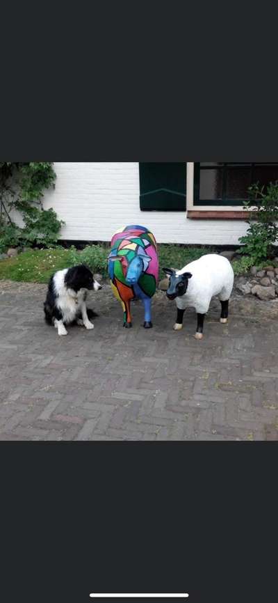 18. Handy - Foto - Challenge-Beitrag-Bild