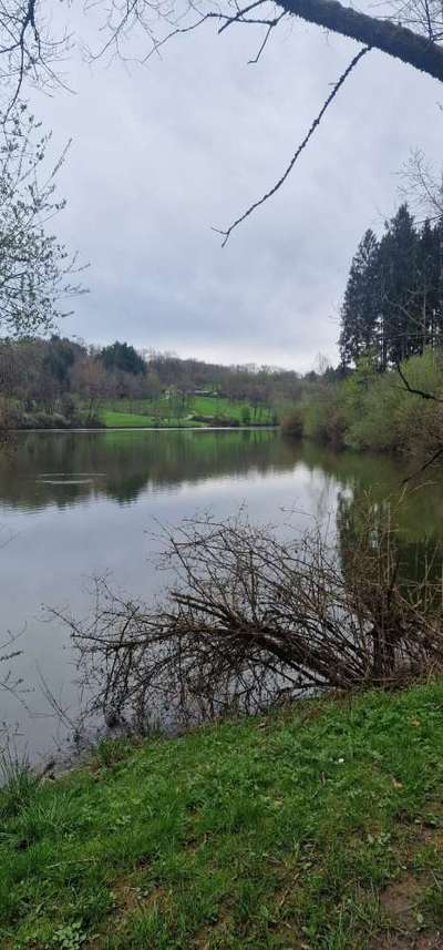 Hundeauslaufgebiet-Götzenbachsee Göggingen-Bild