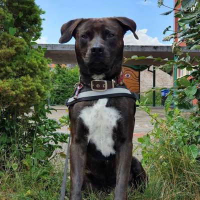 Dein Hund im Dogorama-Kalender 2021-Beitrag-Bild