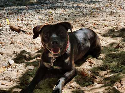 Mehrere Hunde zuhause !-Beitrag-Bild