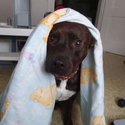 Dein Hund im Dogorama-Kalender 2021-Beitrag-Bild