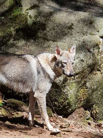 Dein Hund im Dogorama-Kalender 2021-Beitrag-Bild