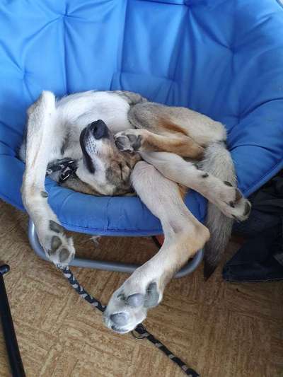 Dein Hund im Dogorama-Kalender 2021-Beitrag-Bild