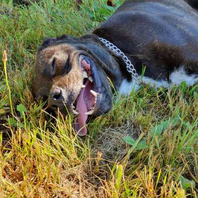 Dein Hund im Dogorama-Kalender 2021-Beitrag-Bild