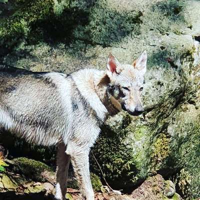 Mehrere Hunde zuhause !-Beitrag-Bild