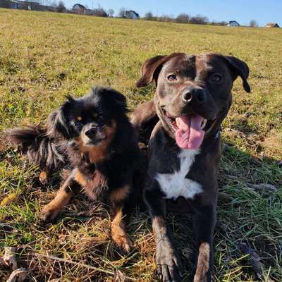 Dein Hund im Dogorama-Kalender 2021-Beitrag-Bild