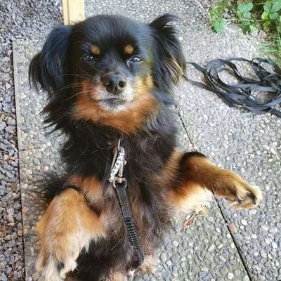 Dein Hund im Dogorama-Kalender 2021-Beitrag-Bild