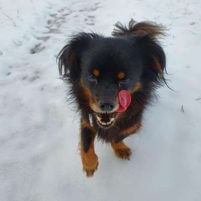 Dein Hund im Dogorama-Kalender 2021-Beitrag-Bild