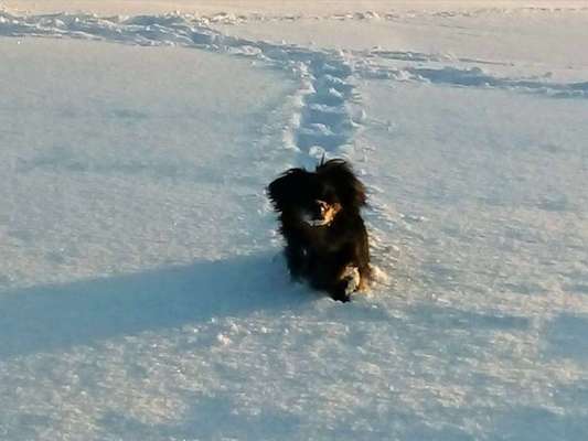 Dein Hund im Dogorama-Kalender 2021-Beitrag-Bild