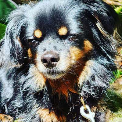 Mehrere Hunde zuhause !-Beitrag-Bild