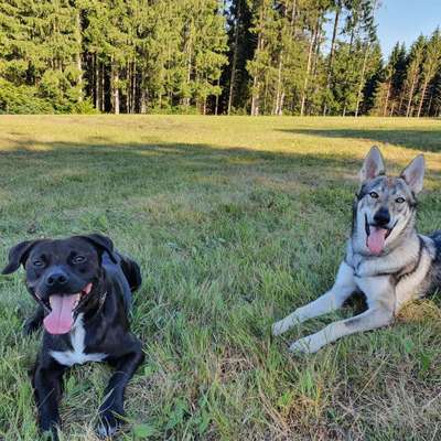 Dein Hund im Dogorama-Kalender 2021-Beitrag-Bild