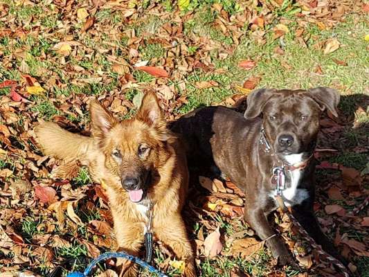 Dein Hund im Dogorama-Kalender 2021-Beitrag-Bild