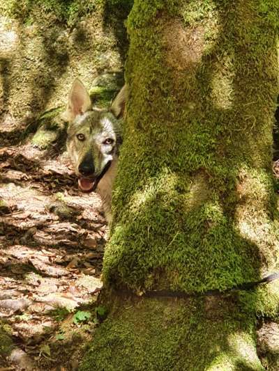 Dein Hund im Dogorama-Kalender 2021-Beitrag-Bild