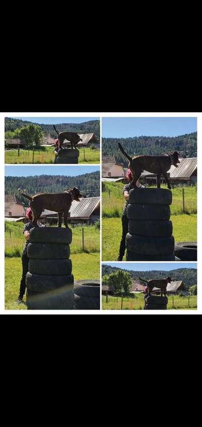 Wo seid ihr gerade mit euren Hunden?-Beitrag-Bild