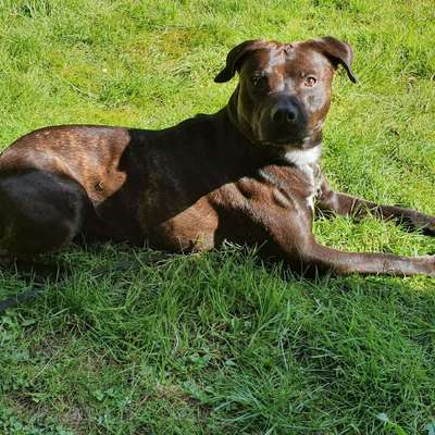 Dein Hund im Dogorama-Kalender 2021-Beitrag-Bild