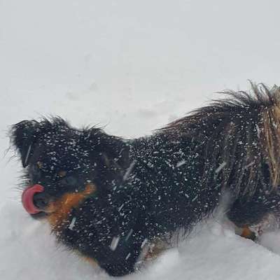 Dein Hund im Dogorama-Kalender 2021-Beitrag-Bild