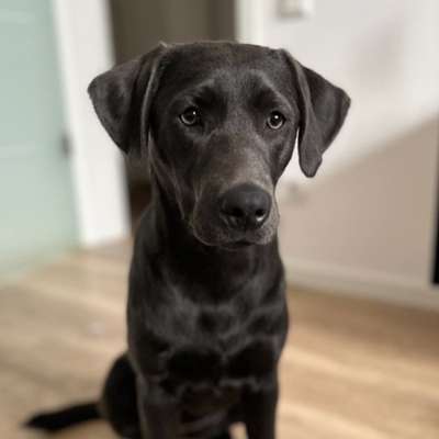 Hundetreffen-Labrador Hündin sucht Spielfreund/in-Bild