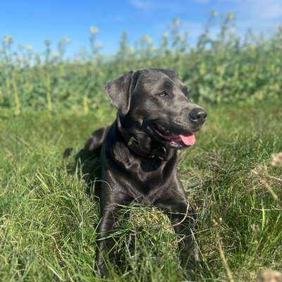 Hundetreffen-Hundetreffen & Bürotraining gesucht!-Bild