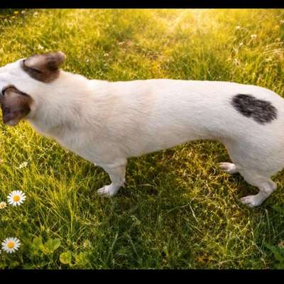 Wie optimal ist das Körpergewicht meines Hundes?-Beitrag-Bild