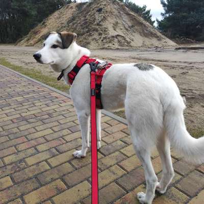 Welches Halsband für Tractive-Beitrag-Bild