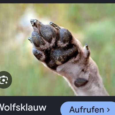Hundepfotenfrisur-Beitrag-Bild