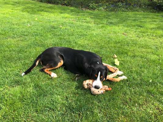 Weitere Große Schweizer Sennenhunde (oder andere große Rassen) hier?-Beitrag-Bild