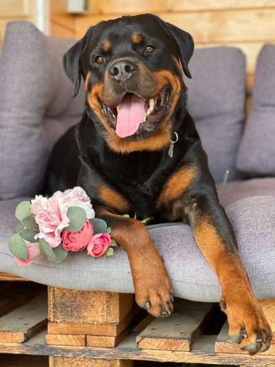 Rottweiler-Beitrag-Bild