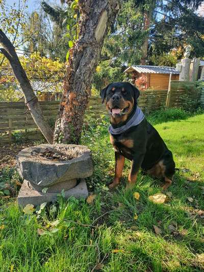 Rottweiler-Beitrag-Bild