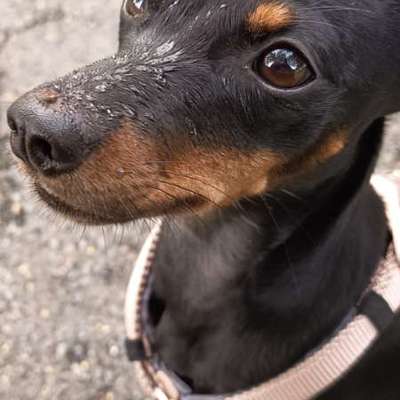Hundetreffen-Hundetreff-Bild