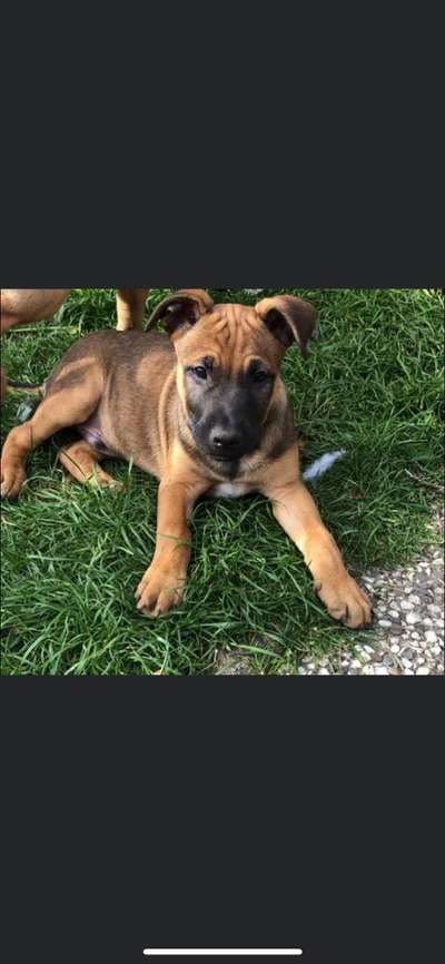 Dogorama Photo Challenge - Portrait-Beitrag-Bild