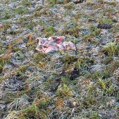 Giftköder-+++ Triggerwarnung Foto: Totes Tier +++-Bild