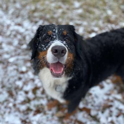 Hundetreffen-Spielgefährte-Bild