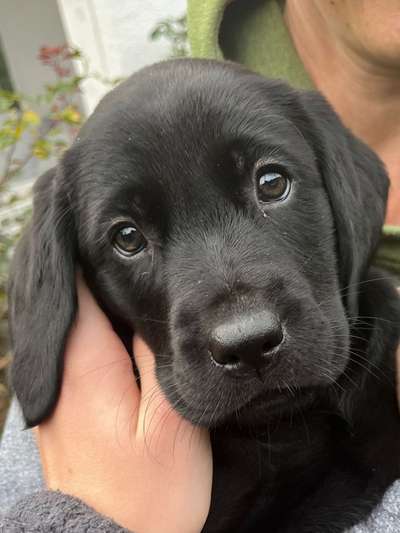 Dogorama Photo Challenge - Portrait-Beitrag-Bild