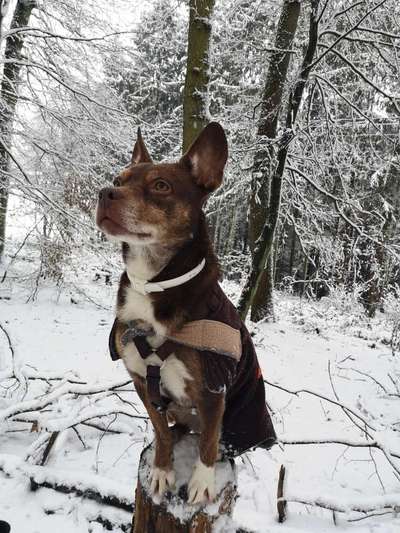 Liebhaber des Deutschen Pinscher gesucht.-Beitrag-Bild