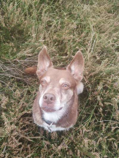 Liebhaber des Deutschen Pinscher gesucht.-Beitrag-Bild