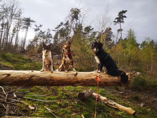 Fotochallenge No. 26                                     Wald und Wiese-Beitrag-Bild