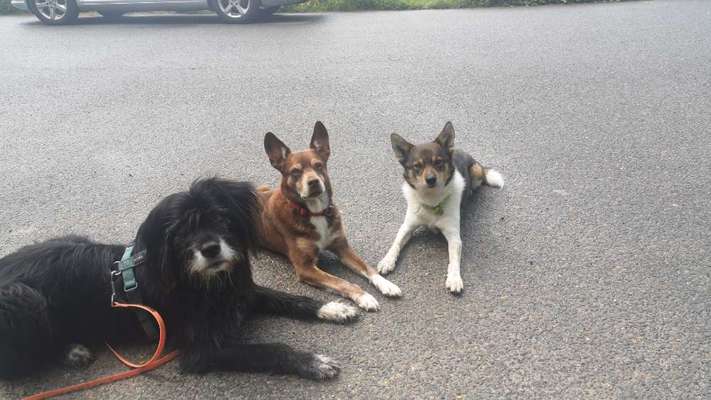 Wie wichtig ist euch das Aussehen eures Hundes?-Beitrag-Bild