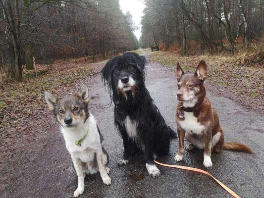 Mehrere Hunde zuhause !-Beitrag-Bild