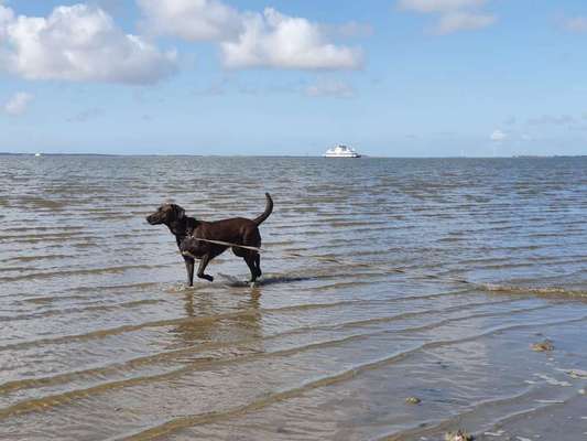 Dogorama-Monats-Challenge-Mai "Wasser"-Beitrag-Bild