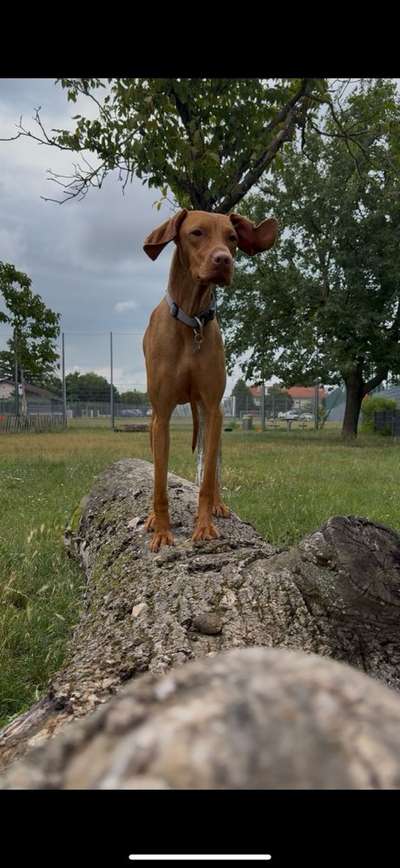 Hundetreffen-Spieltreffen in 1210Wien-Bild